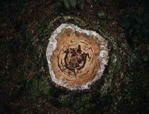 Ta bort fula stubbar i trädgården